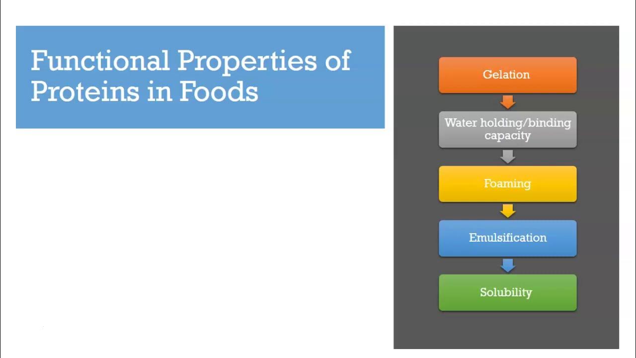 Functional Properties of Proteins YouTube