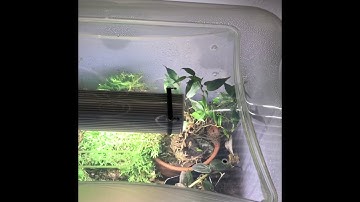 Dart Frog projects- storage containers