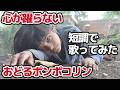 心が踊らない『おどるポンポコリン』【短調で歌ってみた】
