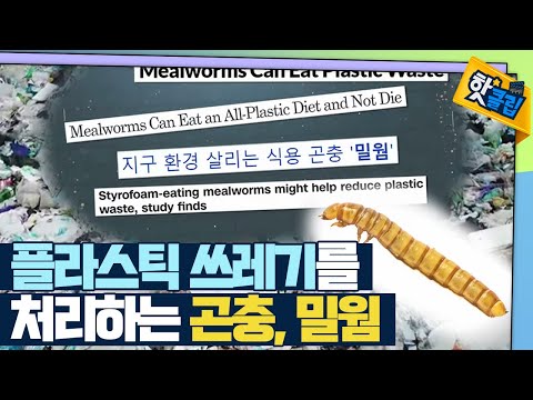[핫클립] 플라스틱 쓰레기를 처리하는 기특한 애벌레 / YTN 사이언스