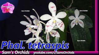 Phalaenopsis tetraspis orchid is blooming again 2020