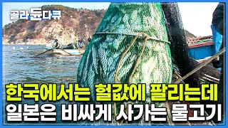 물 반 고기 반 20년 만에 찾아온 풍어! 없어서 못 먹던 고급 생선이 한국에서는 헐값에 팔리고 일본은 비싸게 사가는 이유┃만선의 꿈 소형 어선의 바다 이야기┃극한직업┃#골라듄다큐