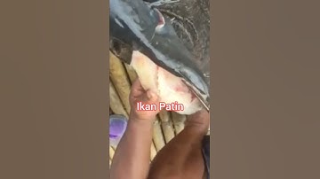 Patin daging putih