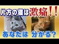 【最新!!】猫の痛みを表情で判断する方法を獣医が紹介!