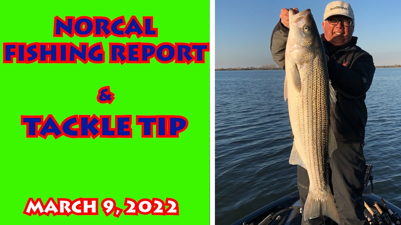 What's Biting? NORCAL WEEKLY FISHING REPORT + Tackle Tip March 9