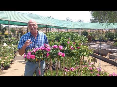 Video: Chrysanthemum (111 Foto's): Hoe Lyk Die Blare Van Tuinblomme? Hoe Om 'n Straatkrisant Te Laat Groei? Beskrywing Van Siektes, Komposisies Met Rose In Landskapontwerp In Die Land