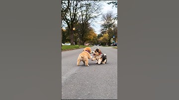 Cute Little Puppies Adorable Video #puppy #dog #viral #shorts