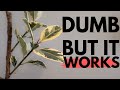 The weirdest way to get your rubber tree to branch