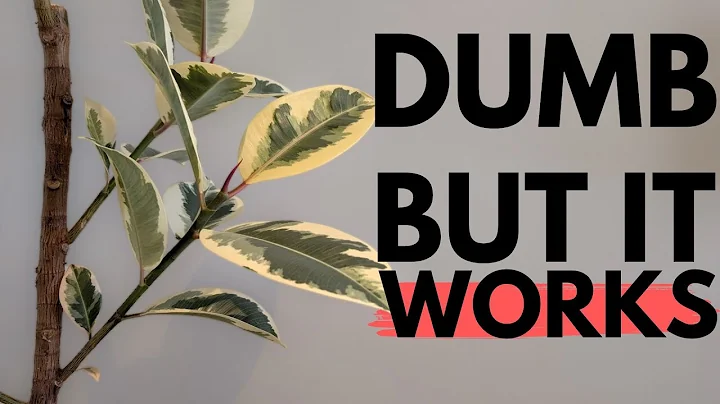 The weirdest way to get your rubber tree to branch