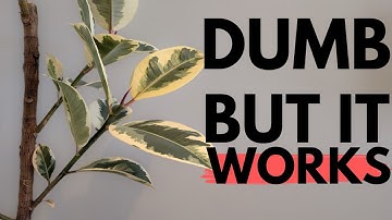 The weirdest way to get your rubber tree to branch