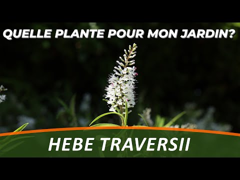 Vidéo: Arbustes Hebe : Cultiver Et Planter Hebe Dans Le Jardin