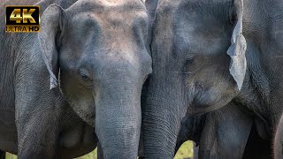 Download lagu [4K]  VOI HOANG DÃ CỰC KHỦNG | ELEPHANTS IN WILDLIFE | KID'S ANIMAL