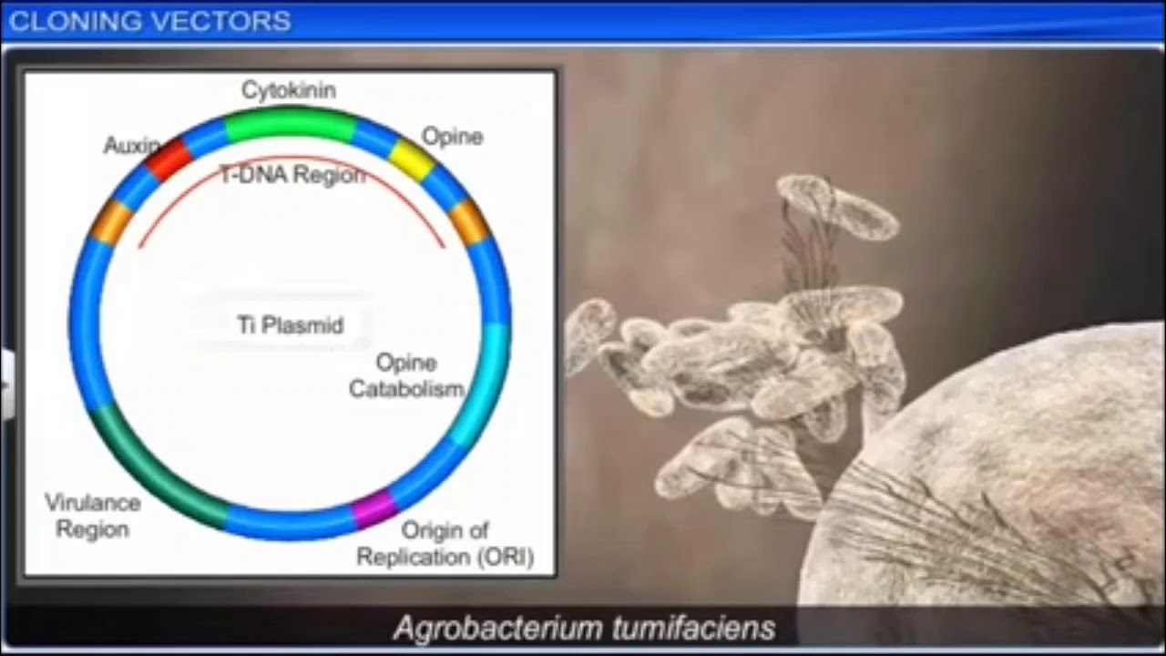 competent host ( For Transformation with Recombinant DNA ...