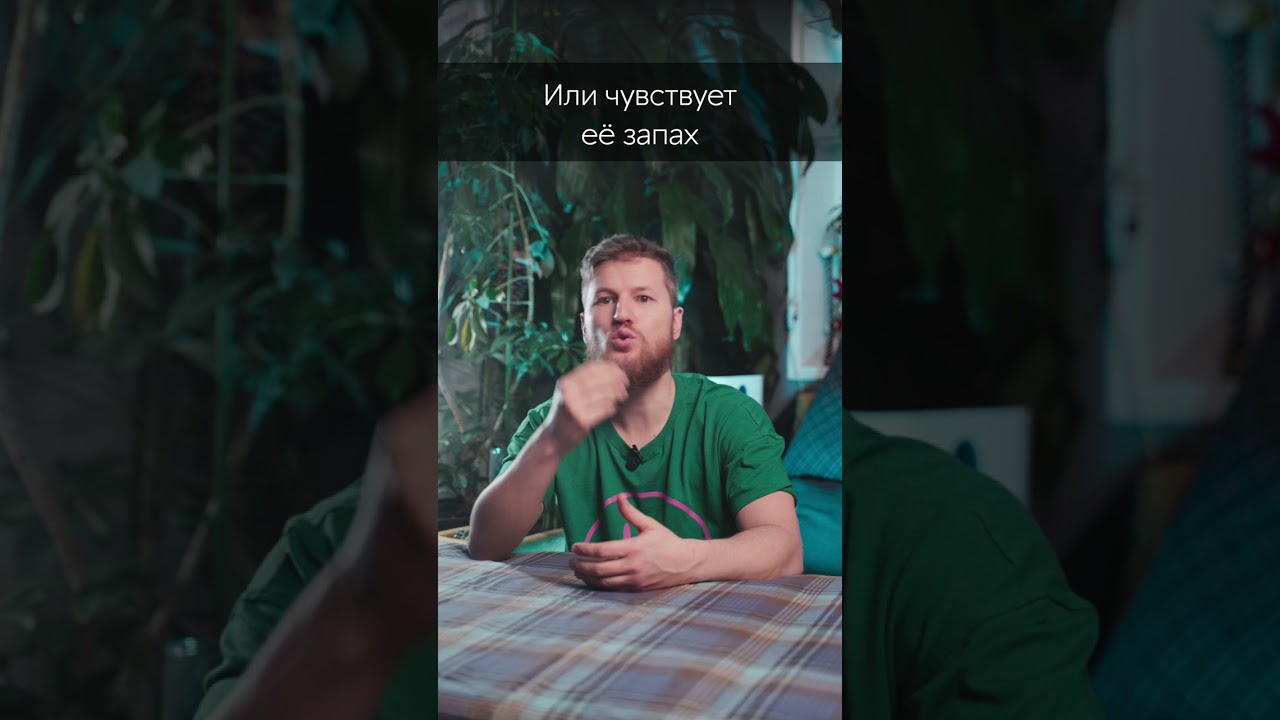 У вас есть аллергия на пыль?