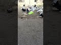 #pigeon #kabootar #kabutar #birds #pigeonlover #feed #video #youtubeshorts #viralvideoシ