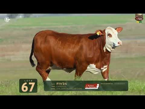 LOTE 67   TAT FIV24 F Braford