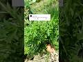 Daun Kenikir Sayur #berkebundirumah #garden #petiksayur #gardening #kenikir