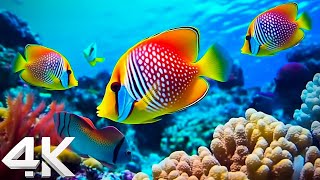 Aquarium 4K (ULTRA HD)  Tropical Fish, Coral Reef, Jellyfish  Relaxing Sleep Meditation Music