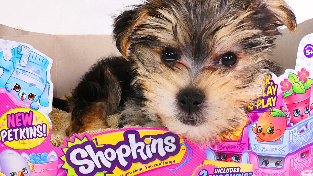 SHOPKINS Season 4 with ZUMI 2016 Surprise Shopkin Baskets - DCTC Puppy