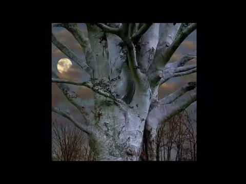 ლაშ აკოფაშვილი ლექსი სამშობლოზე-lasha akofashvili leqsi samshobloze