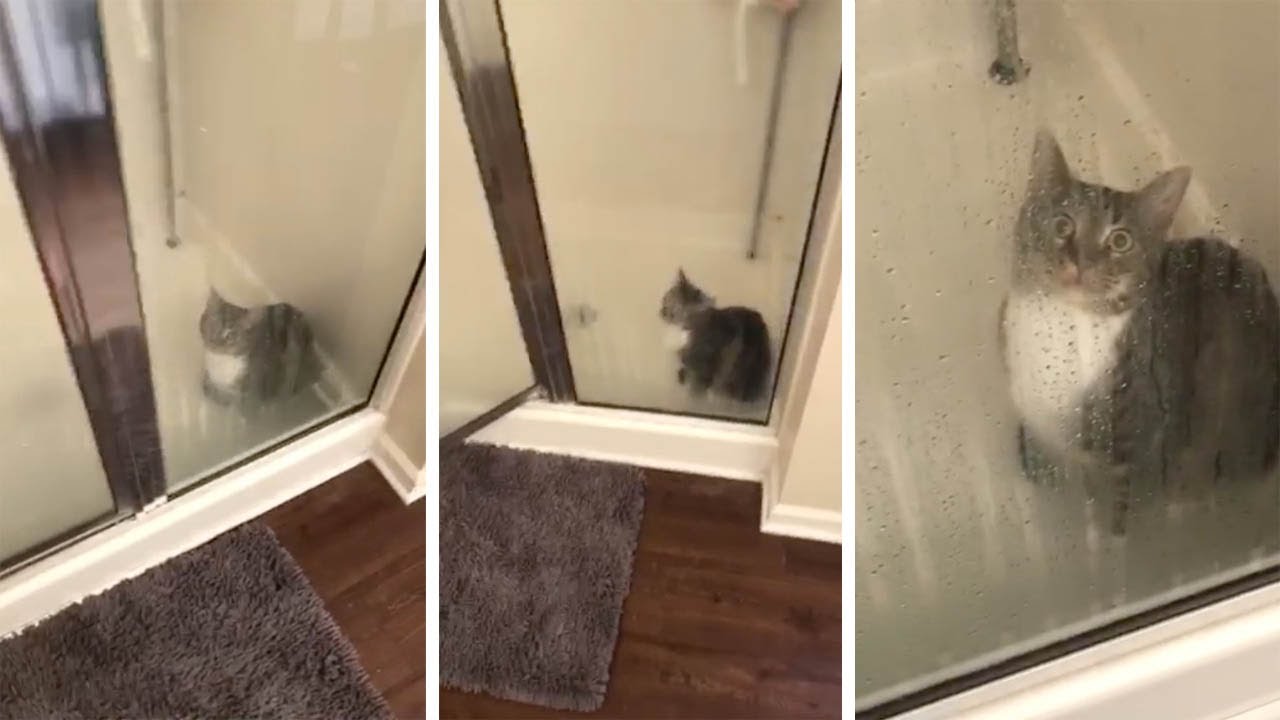 Cat Surprised After Getting Into Shower YouTube
