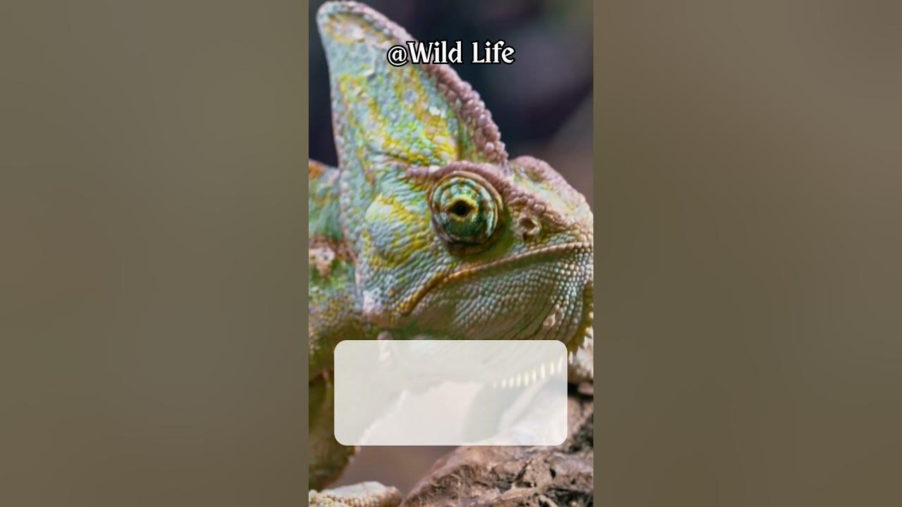 Why Do Chameleons Change Color? The Surprising Reasons Behind Their