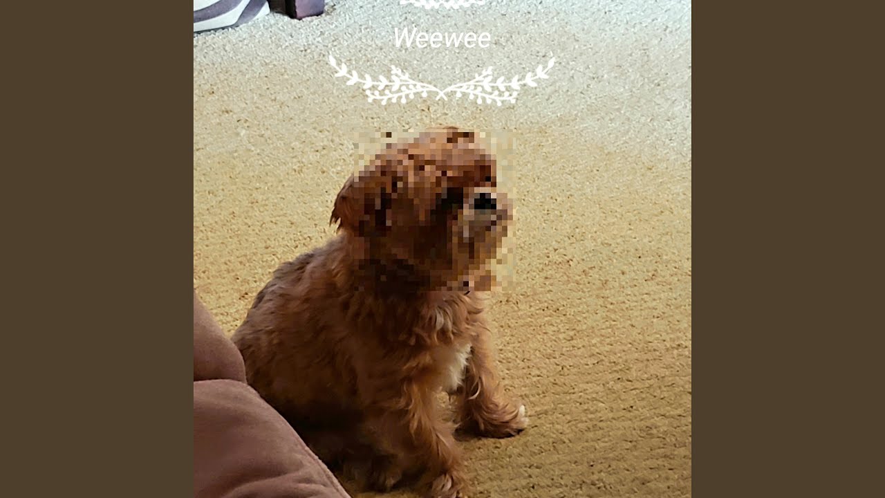 Watch Panda Bear on YouTube Watch Panda Bear on YouTube