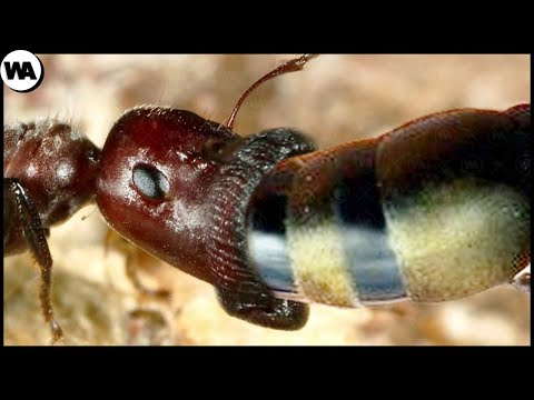 Video: Kako zdravite termite?