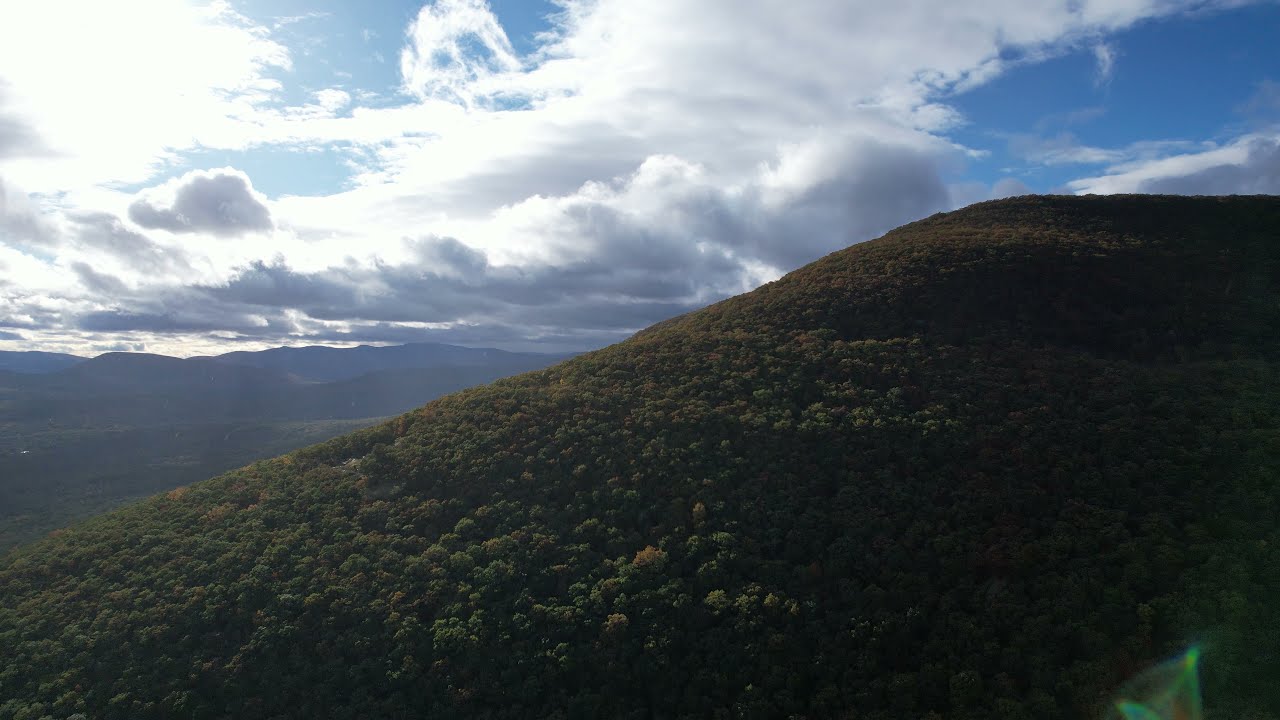 Just some trees in Woodstock New York