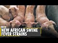 Gambar cover New African swine fever strains point to illicit vaccines | World News | WION News