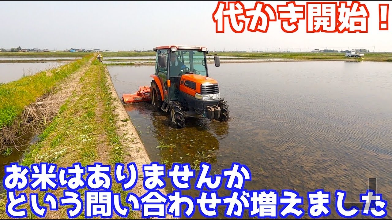 ドライブハローで代かき！お米に関する問い合わせが増えました - YouTube