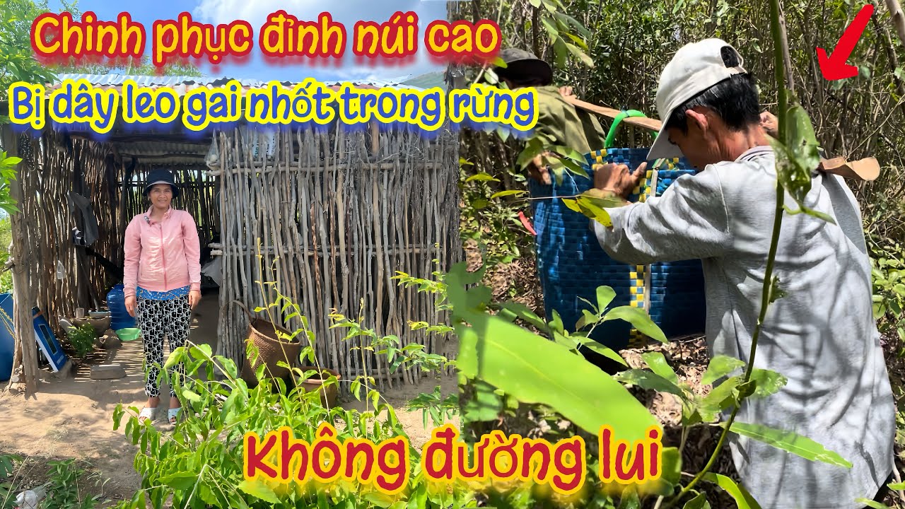 Vượt qua đỉnh núi CHÔNG GAI dây leo nhốt giữa rừng KHÔNG ĐƯỜNG LUI khi đi tiếp tế lương thực.Tập 179