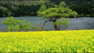 菜の花と桜吹雪が美しい春の北竜湖・4K