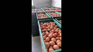 🍀🔴LIVE～Egg Sorting 🥚 2026-08-22