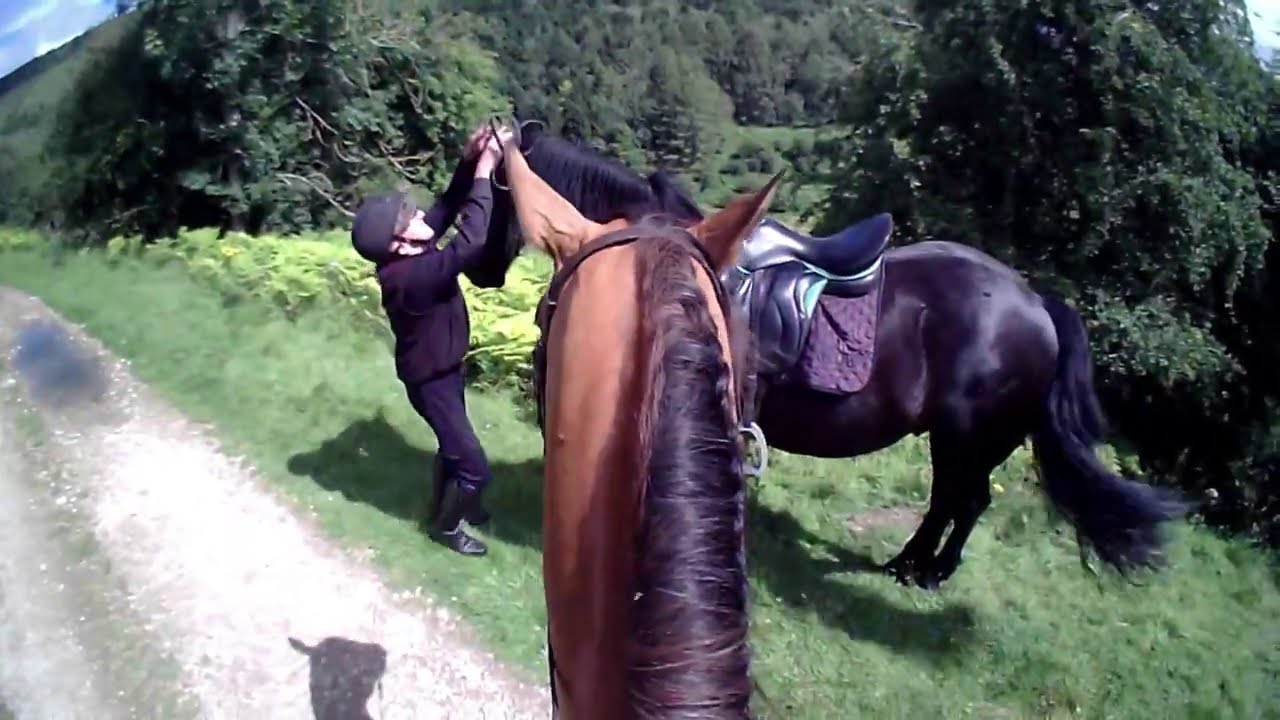 Friesian Horse races Arabian horse