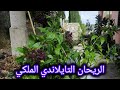 كيف تجعل الريحان الملكي يعيش أكثر من سنتين الحبق التايلاندي البنفسجي