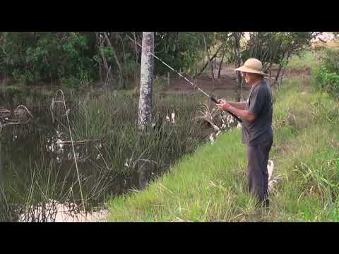 Relaxamento ao entardecer! Pescando Traíras! Mas, Elas estavam de folga! Lobó, Hoplias malabaricus
