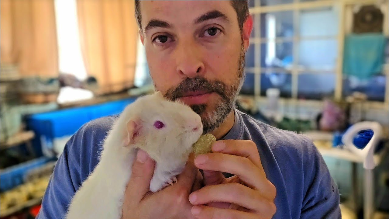 Советы по приручению детеныша морской свинки