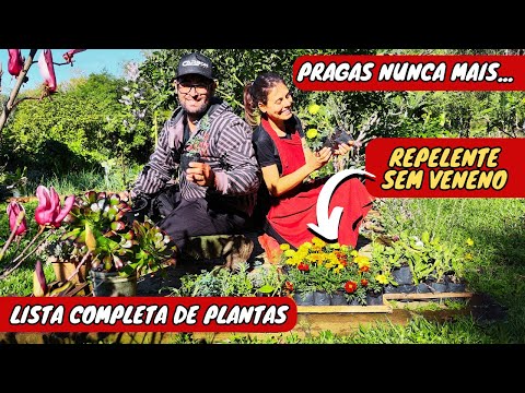 ✅MELHORES Plantas REPELENTES