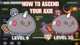 HOW TO ASCEND YOUR AXIE? AND TO BUILD AXIE TEAMS FOR CLASSIC? / MUST WATCH..