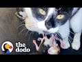 Stray Cat Gives Birth In Woman&#39;s Jeep | The Dodo