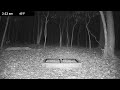 Live Critter Cam - Wildlife Live Cam