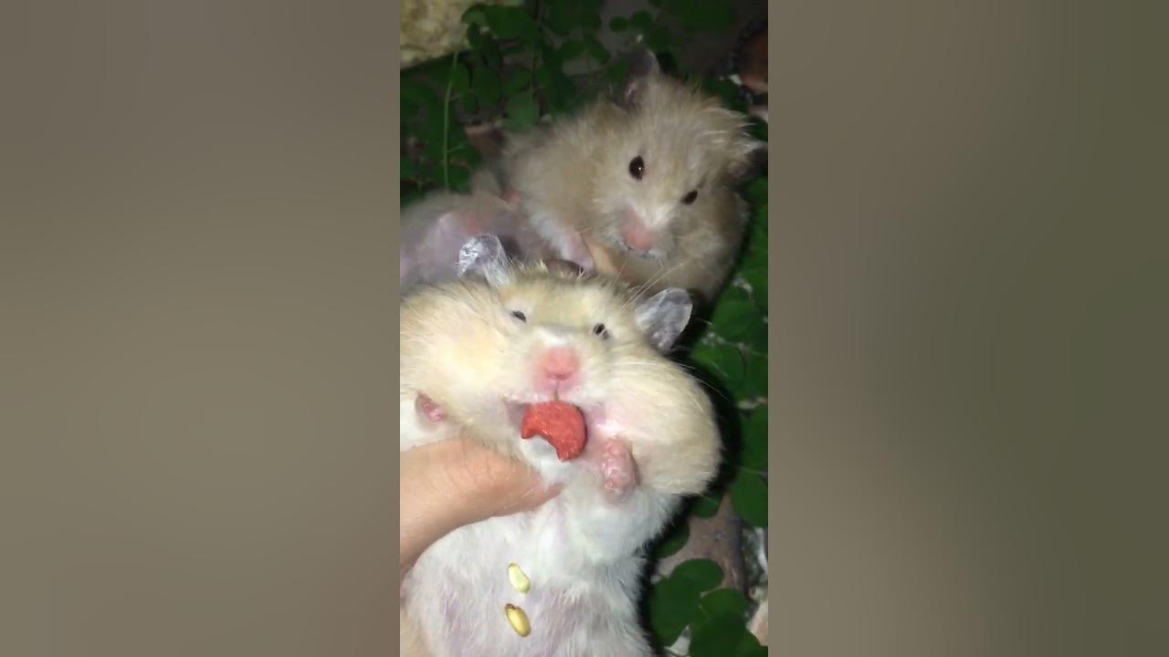 Fat hamsters spitting out food funnyhamster shorts hamsters YouTube