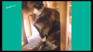 Лучшее 2015 Кошки! Смешные котята Лучшее 2015 Кошки! Смешные котята