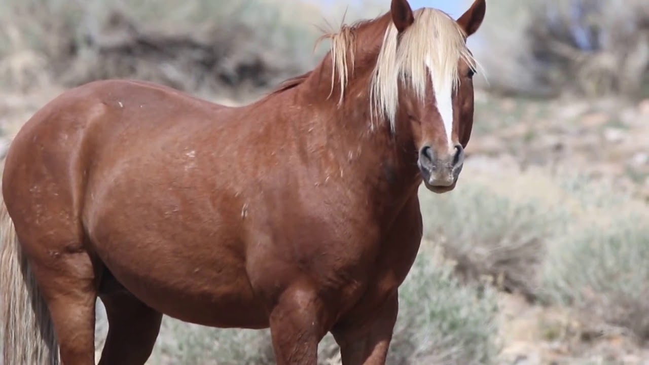 Wild Horses in Carson Valley NV YouTube