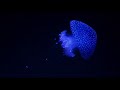 Align  straight teeth subliminal affirmations over jellyfish