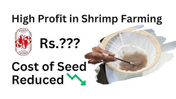 High Profit in Shrimp Farming | Cost of Seed Reduced from Rs.16 to just Rs.4