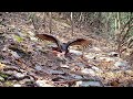 Turkey vulture, red shouldered hawk, possum and raccoons.