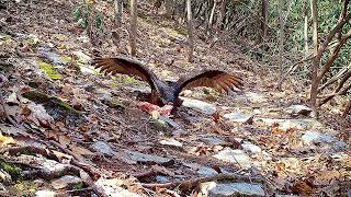 Turkey vulture, red shouldered hawk, possum and raccoons.