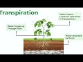 What is transpiration??